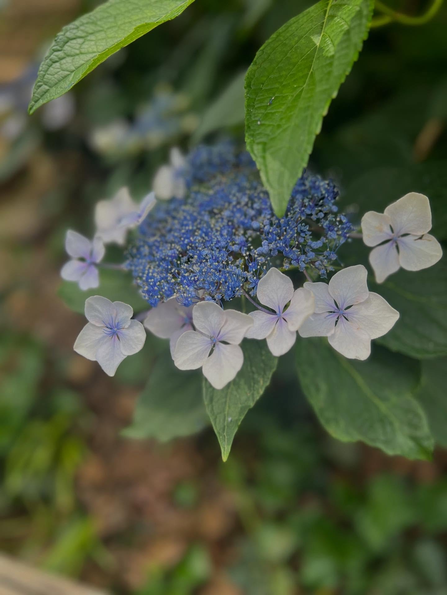 Love for this #new Hydrangea discovery.  Known as Mountain Hydrangea or Tea of Heaven.

Hydrangea serrata is a species of flowering plant in the family Hydrangeaceae, native to mountainous regions of Korea and Japan. #natureisfullofwonder