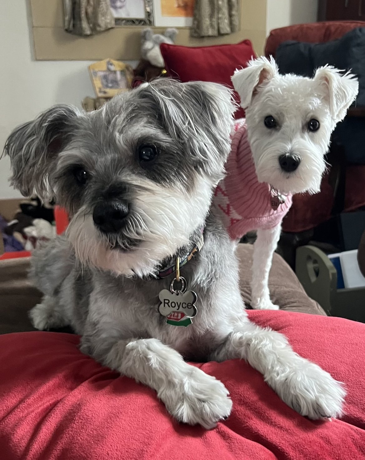 dogsphoto.jpeg