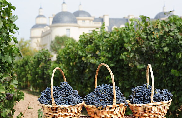 Small berries, great wines