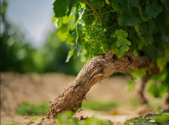 How we make Chateau Changyu Moser