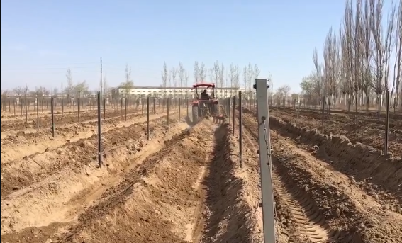 Vine Burying