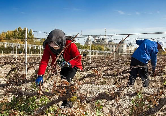 Vine Burying
