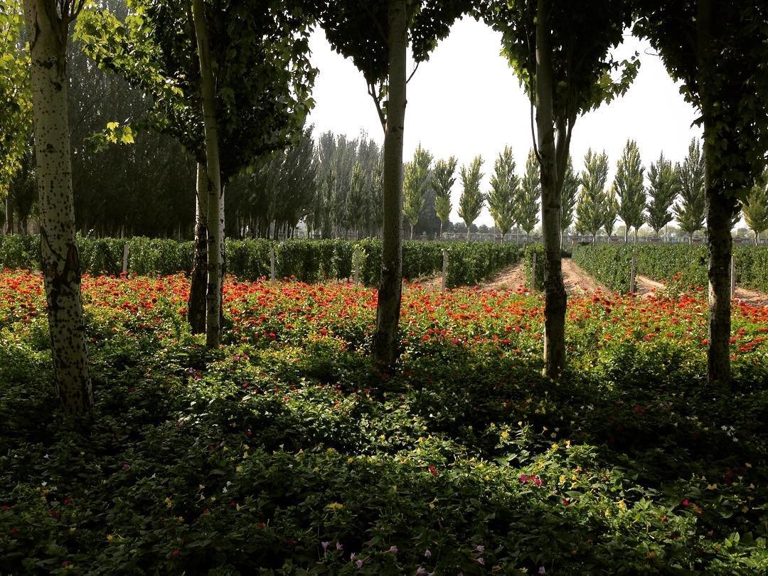 Ningxia’s dry climate and sunshine create ideal conditions for ripe grapes.