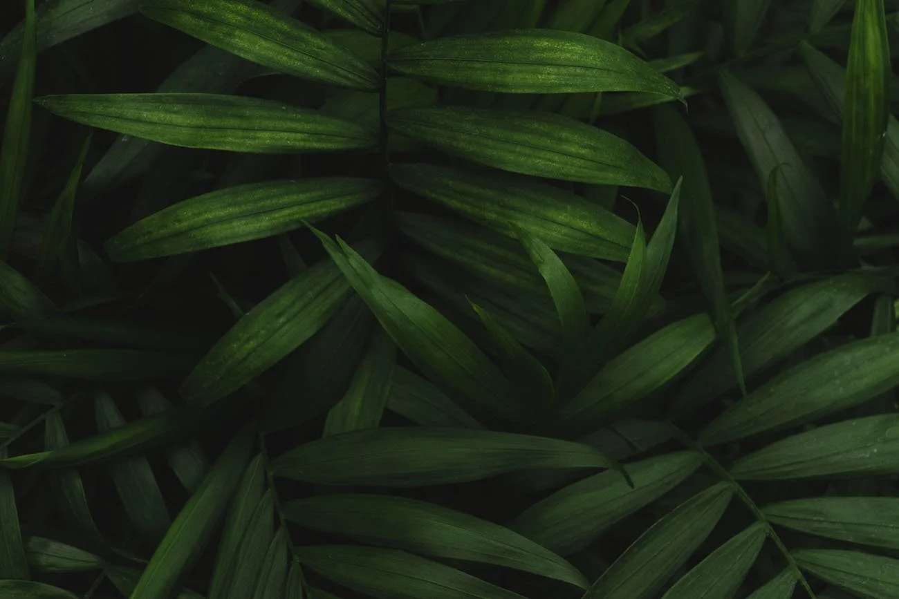 medication-management-iris-mental-health-wellness-integrative