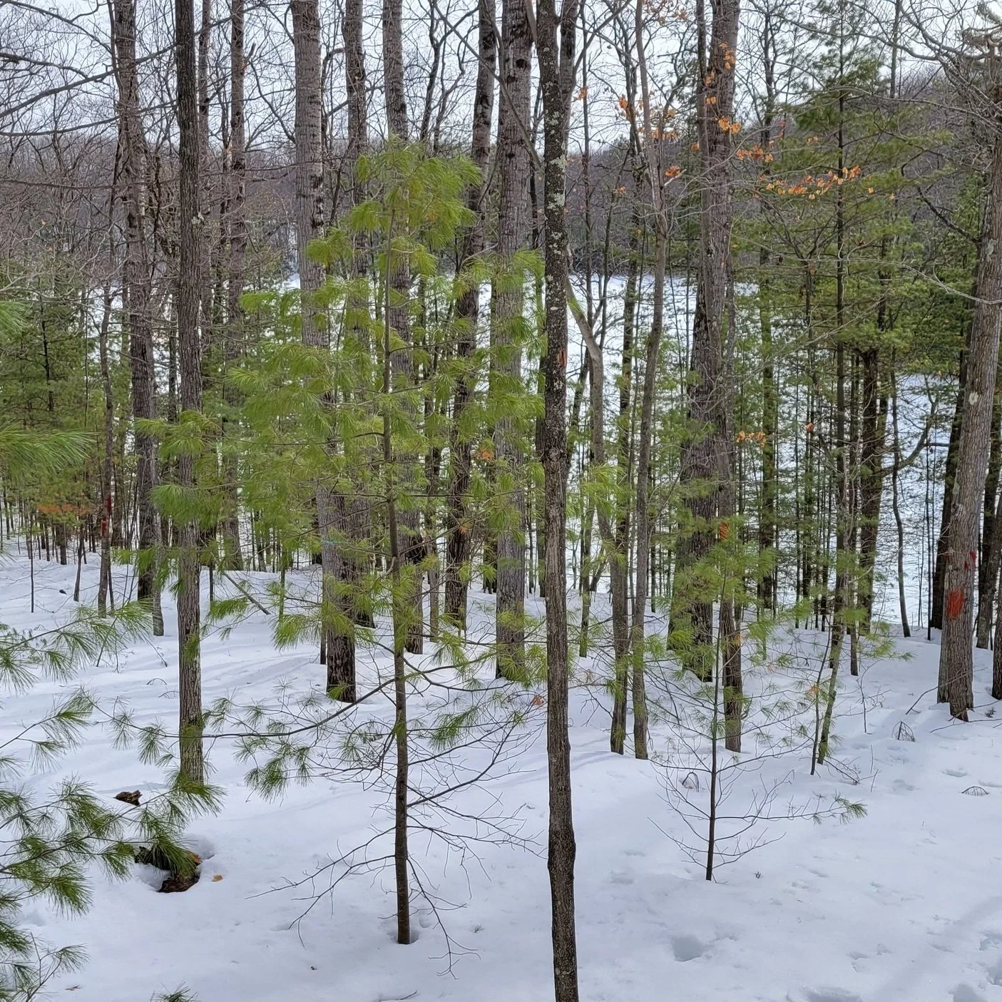 Updates for Northwoods Land Trust Tracts