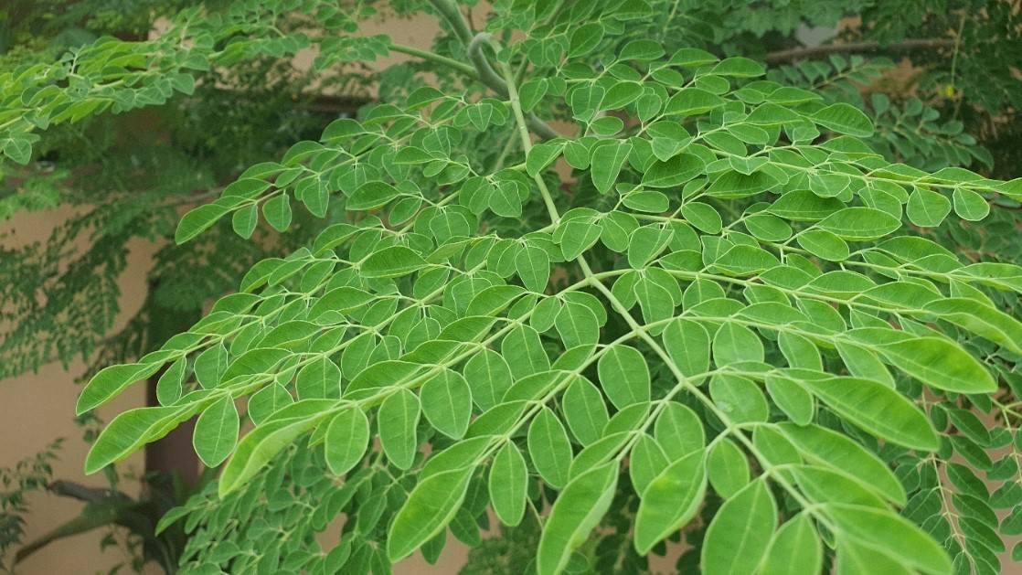 Moringa-Tree-Care.jpeg
