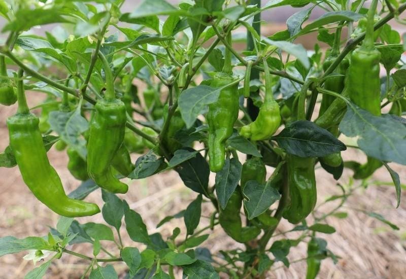 Shishito Pepper