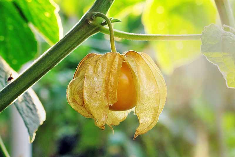 Goldenberry (Rasbhari)