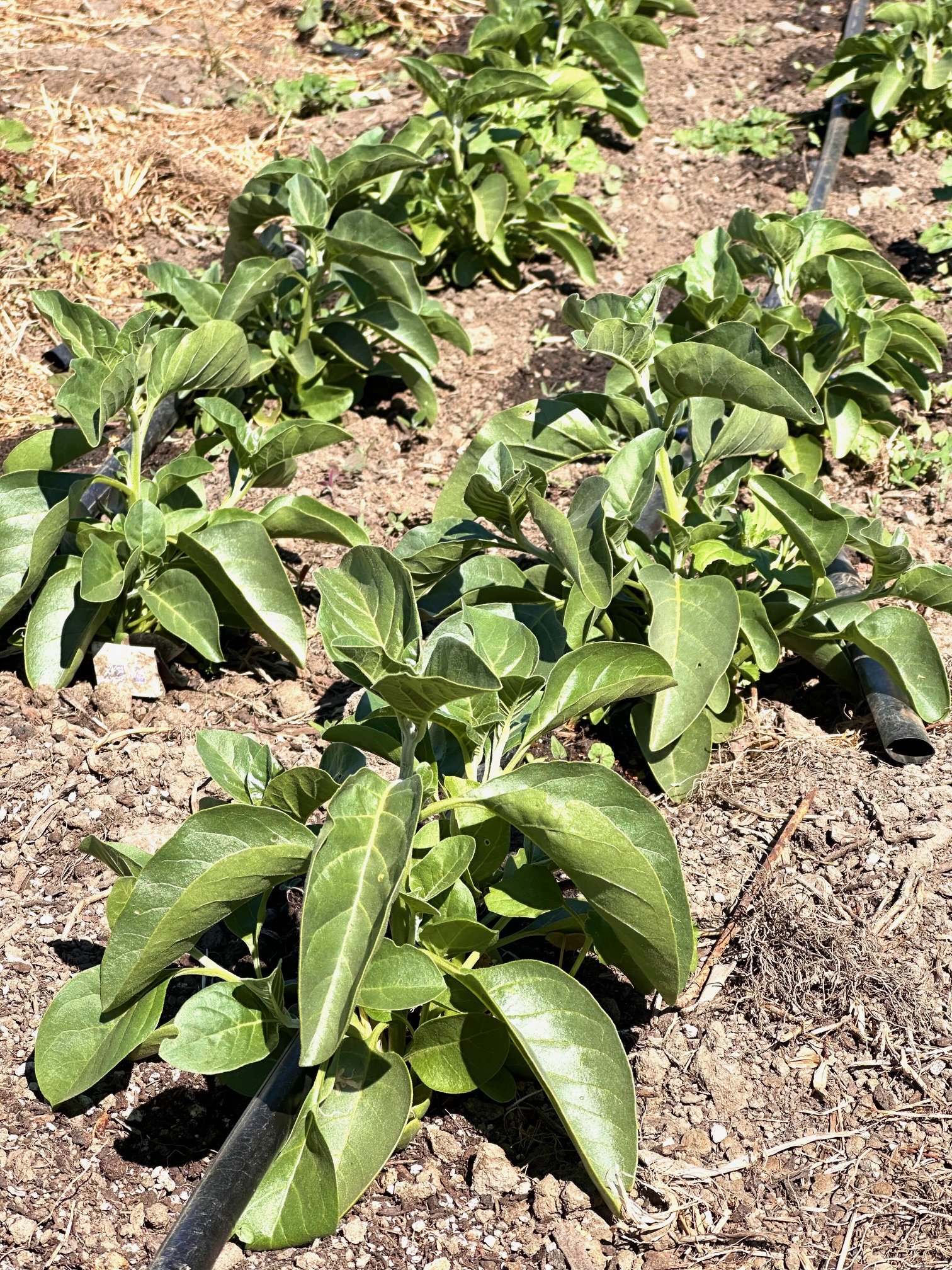 Ashwaganda