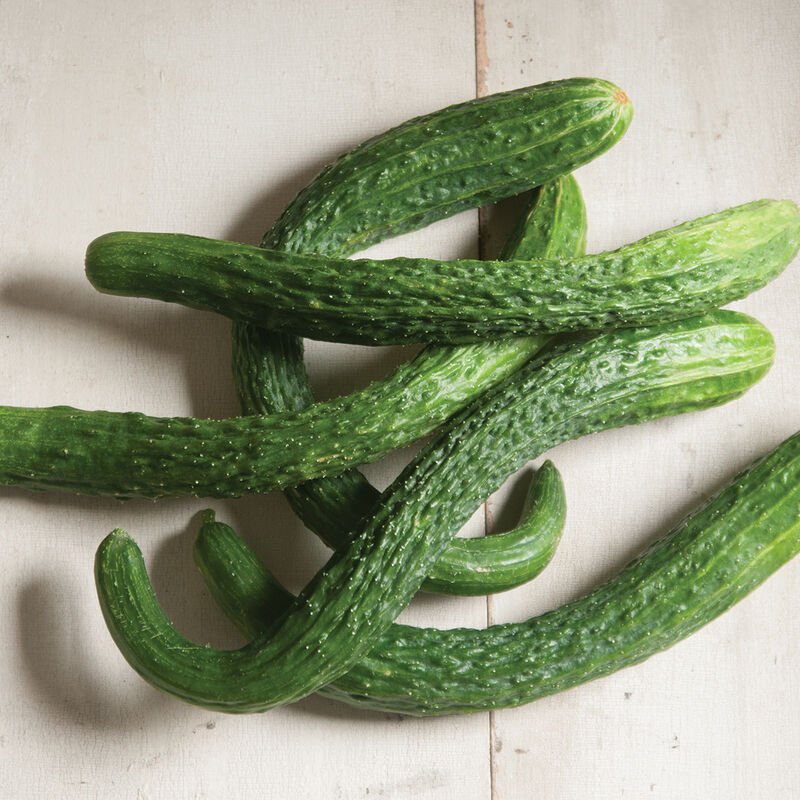 Suyo Long Cucumber