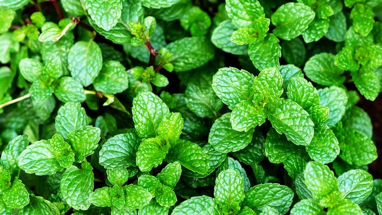 Mint