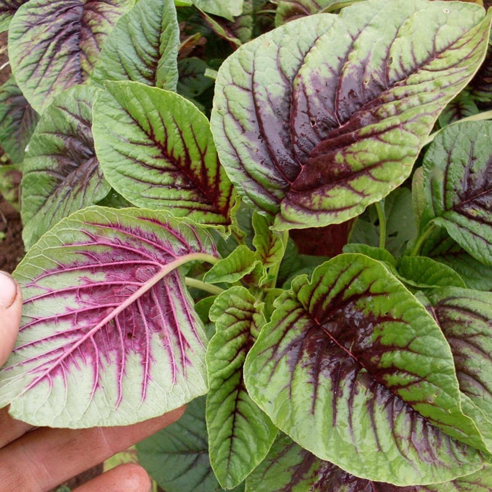 Amaranth (Tri-Color) (6-pack)