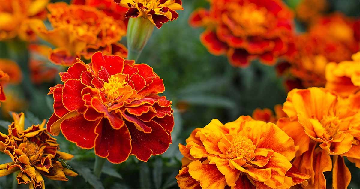 Double Bloom Marigold