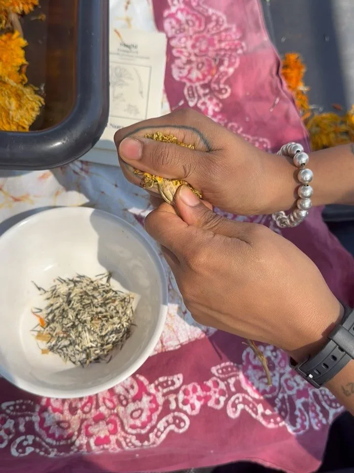 Last Saturday we gathered on the farm to save seeds from our Oaxacan Marigolds, Afghan Tomato, Mammoth Sunflower and Pakistani Cilantro. We talked about the parallels between Octavia Butlers&rsquo; Parable series and the dystopia we live in now. Savi