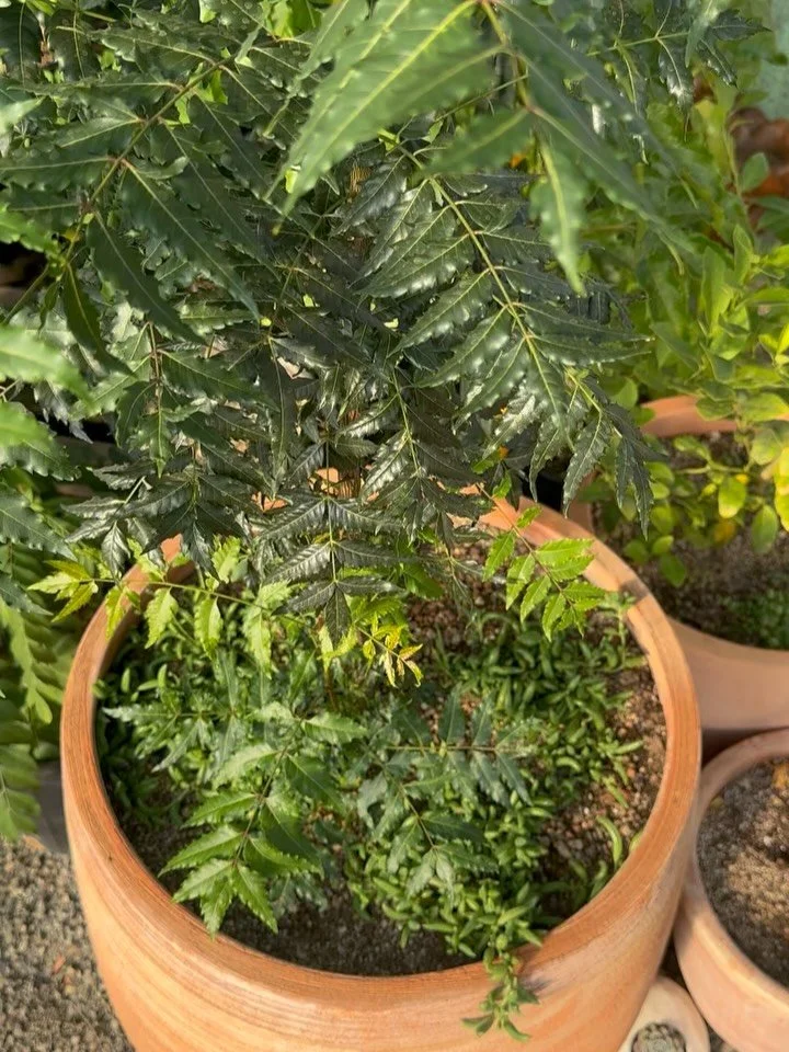 Evolution and Revolution of Neem🌿

I started this neem tree from seed 3-4 years ago and every year it struggled to grow, pushing out a new leaf every blue moon. Yet I continued to cherish and care for it, as a gentle reminder of the stories my Nani 