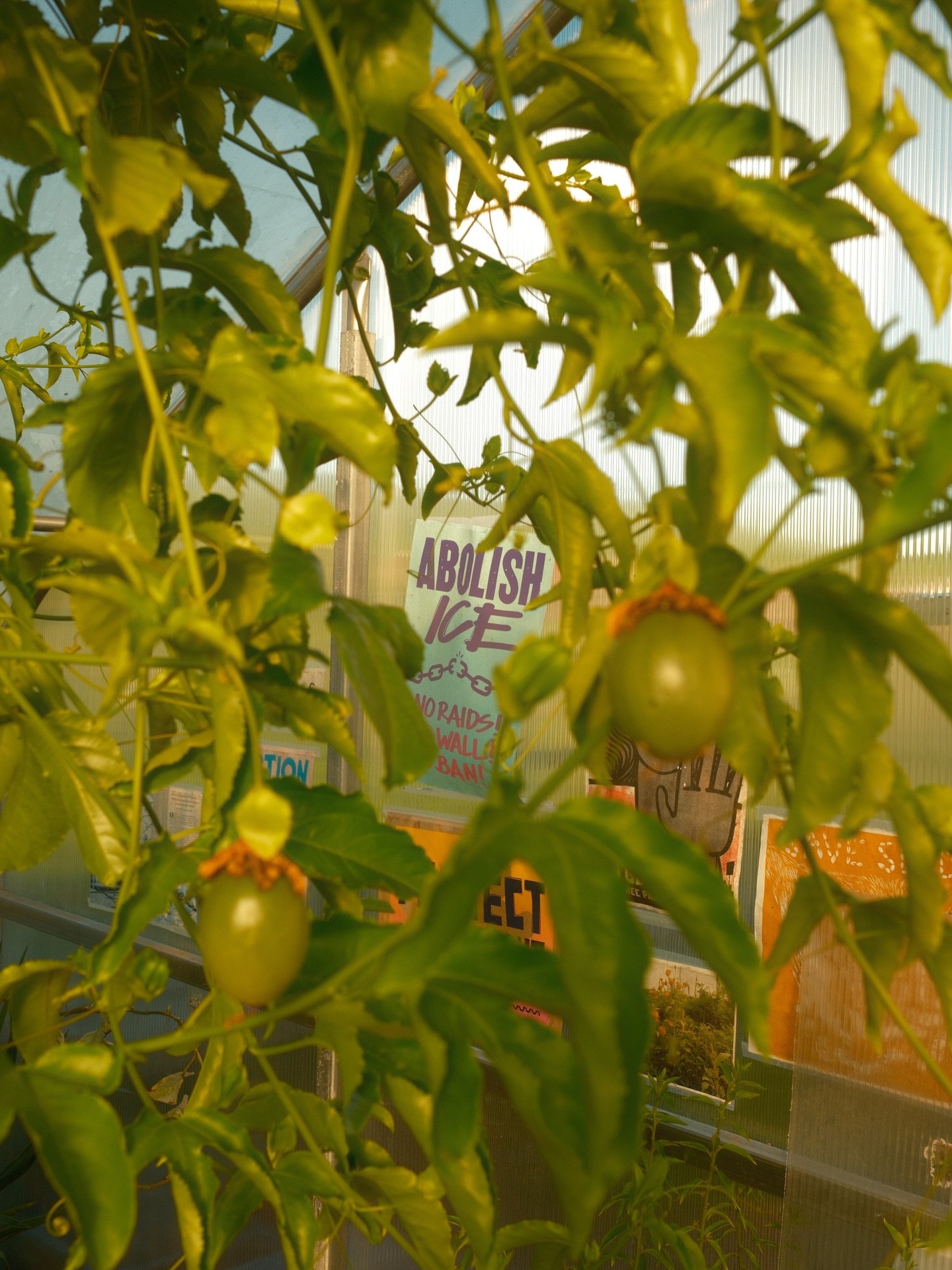 88 degrees in March☀️

(1) Passionfruit &amp; Abolish 🧊 (2) Gotu Kola &amp; String of Pearls w/ Tamarind Tree (3) Damask Rose Thorns (4) Red Wing Blackbird (5) Pear Tree Flowers (6) Geranium (7) Chambeli (Jasmine) Vine (8) Curry Leaf Flower (9) Farm