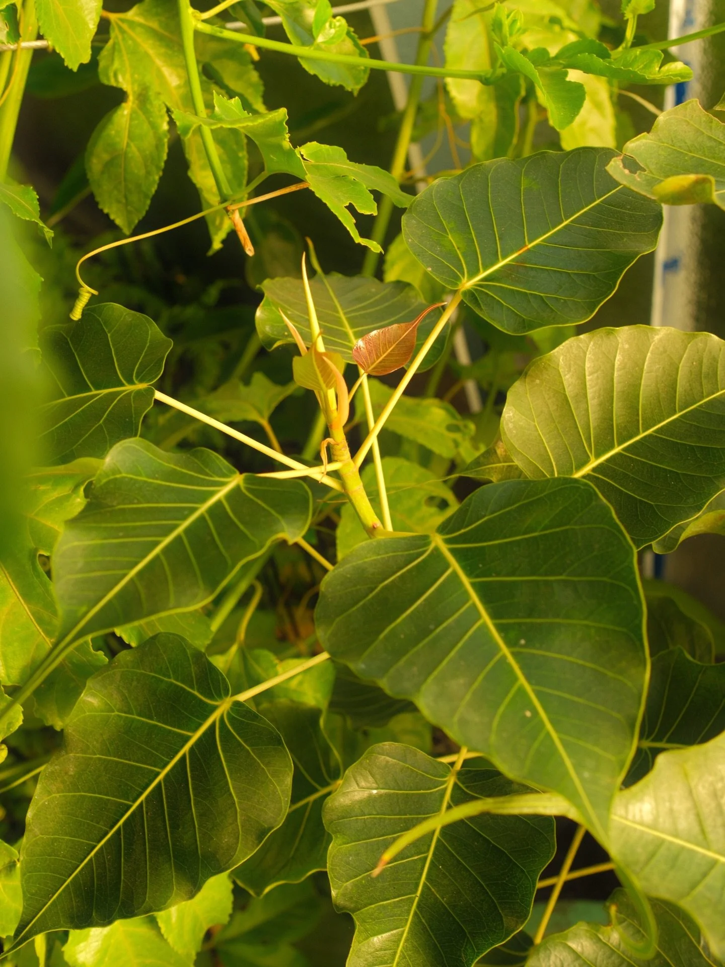 New leaf on the Bodhi Tree (ficus religiosa)🥹🪷

Nearly 2,500 years ago Buddha attained enlightenment while sitting in meditation for 49 days under one of these trees. Our plants were all started from seeds saved from a direct descendent of the tree