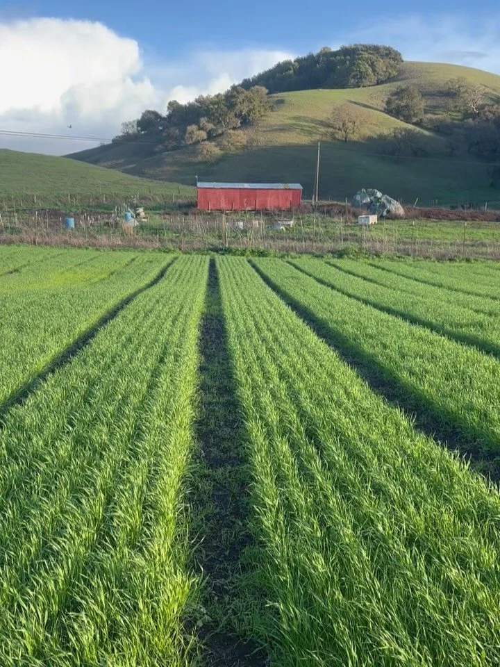 Fields are cover cropped, greenhouse growth has slowed to snails pace, and all the surrounding rivers and streams are flowing with force 🙌🏽 we&rsquo;re savoring every minute of Winter by slowing down, sleeping in and deeply resting before the whole