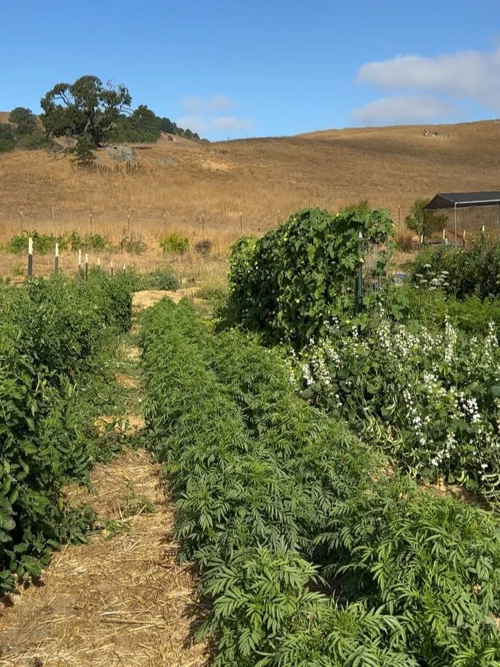 This year we have 12 new seed varieties up on our website that highlight the biodiversity and resiliency of South Asian crops and cuisine. From a sour Burmese tomato, to a heat packed Bangladeshi pepper, to an incredibly aromatic Pakistani Cilantro, 