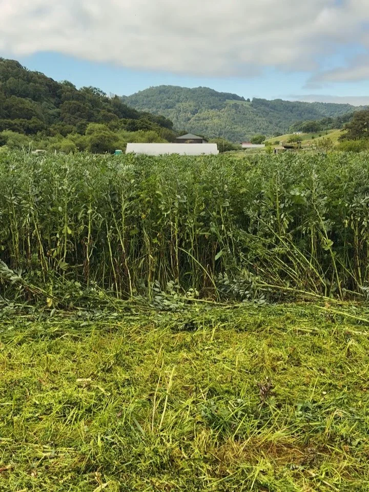 Mowed down our bell bean cover crop today and just like that, our season of rest is over. A true sign of whether or not you Wintered well, is if you&rsquo;re actually energized and inspired to start the farming season all over again. And I can happil