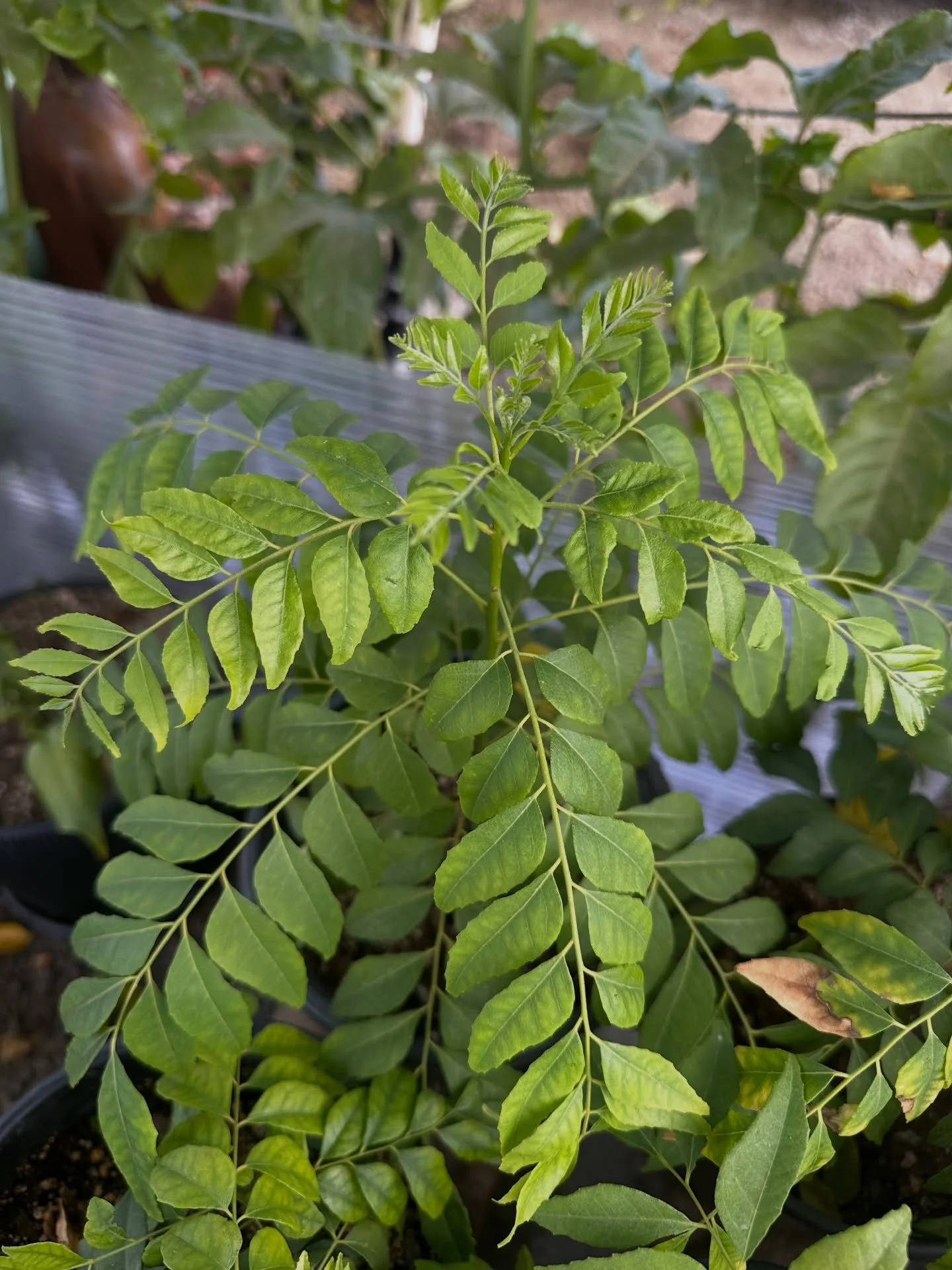 A walk through the greenhouse will have you believe that Spring has already begun. New growth bursting from the tips of the curry leaf trees, bodhi trees root bound and ready for a bigger home, and flower buds forming on the damask roses. Normally ou