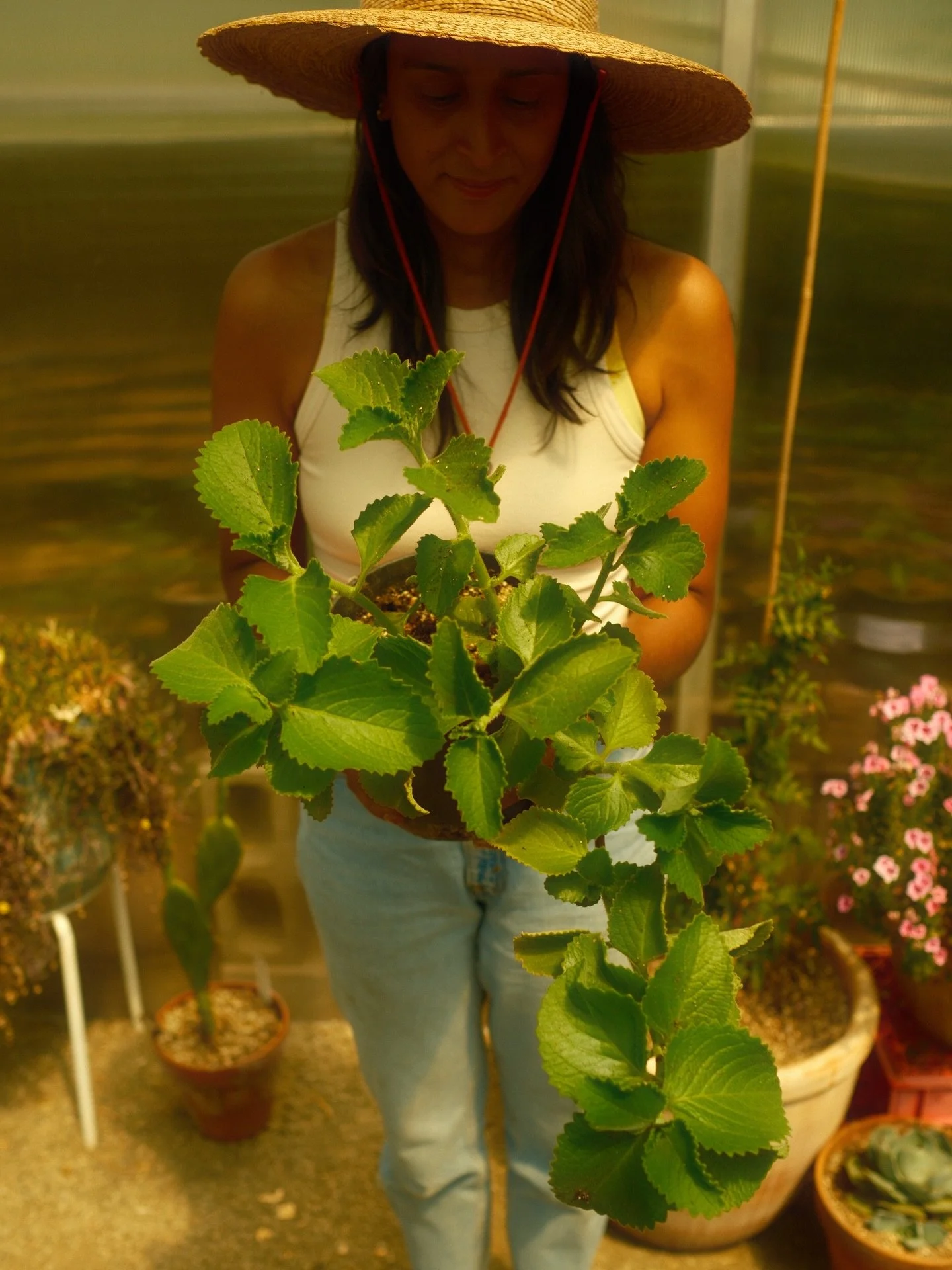 Less than 3 weeks (May 9th!!) until we open our greenhouse for our big Spring plant sale! Slide to the end to see our full availability or click the link in our bio! Even though our availability is much smaller in comparison to years past, this years