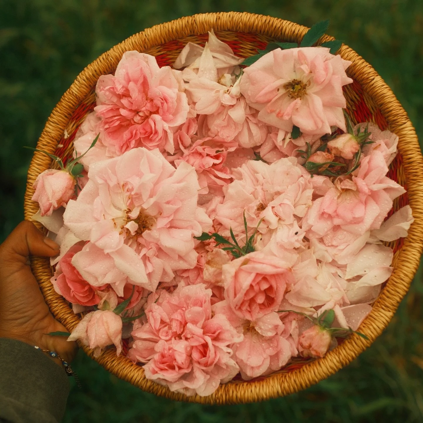 Damask Roses are one of the oldest cultivated roses (and plants!) in the world and contain the highest essential oil concentration in the petals than any other rose variety. 

Dating back to Damascus, Syria, damasks are actually an old world hybrid w