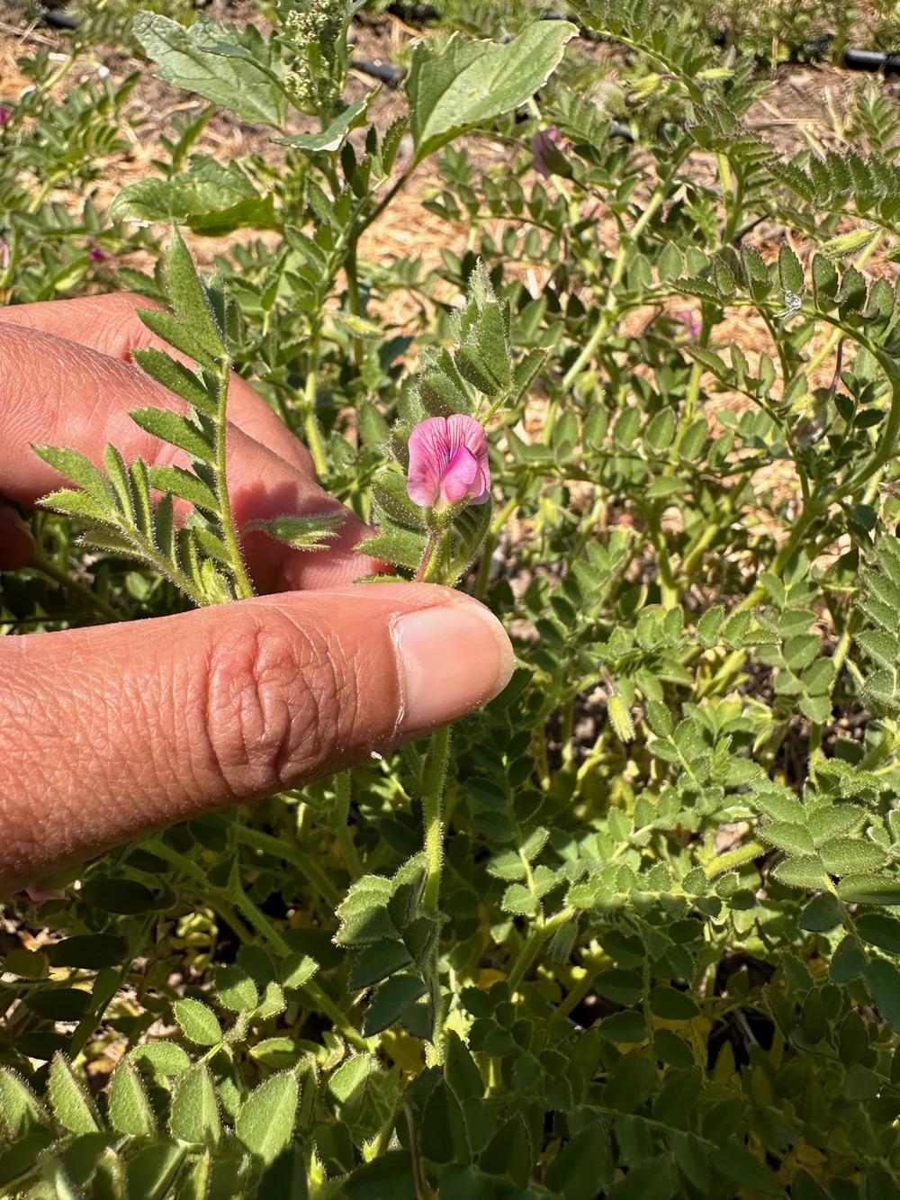 Kala Chana (Black Chickpea) Seeds  Kula Nursery