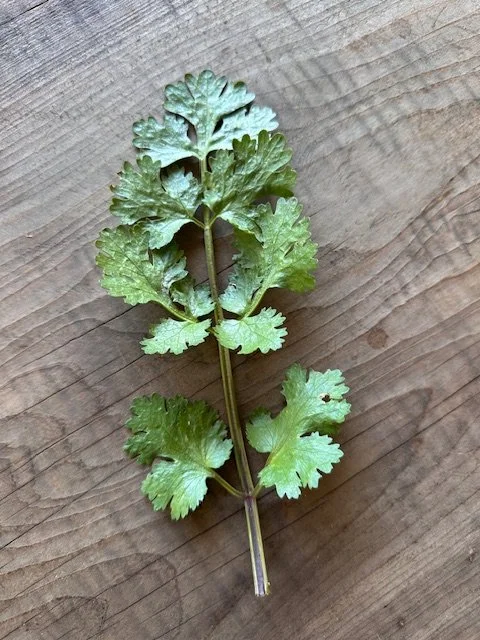 Pakistani Cilantro
