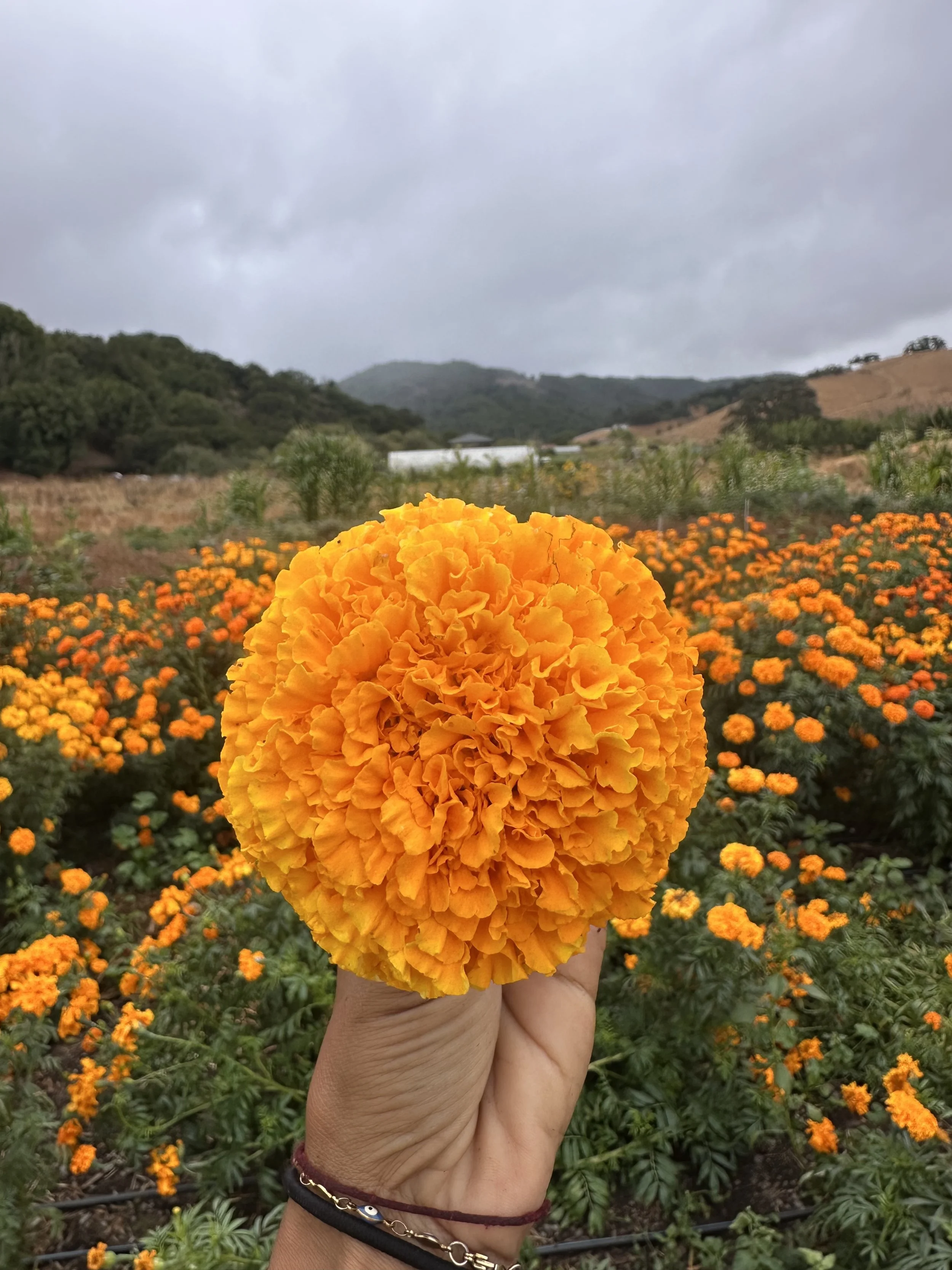 IMG_3631.jpeg