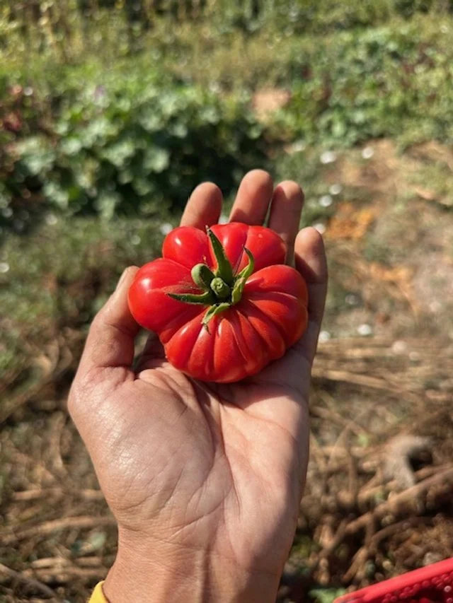 Burmese Sour Tomato