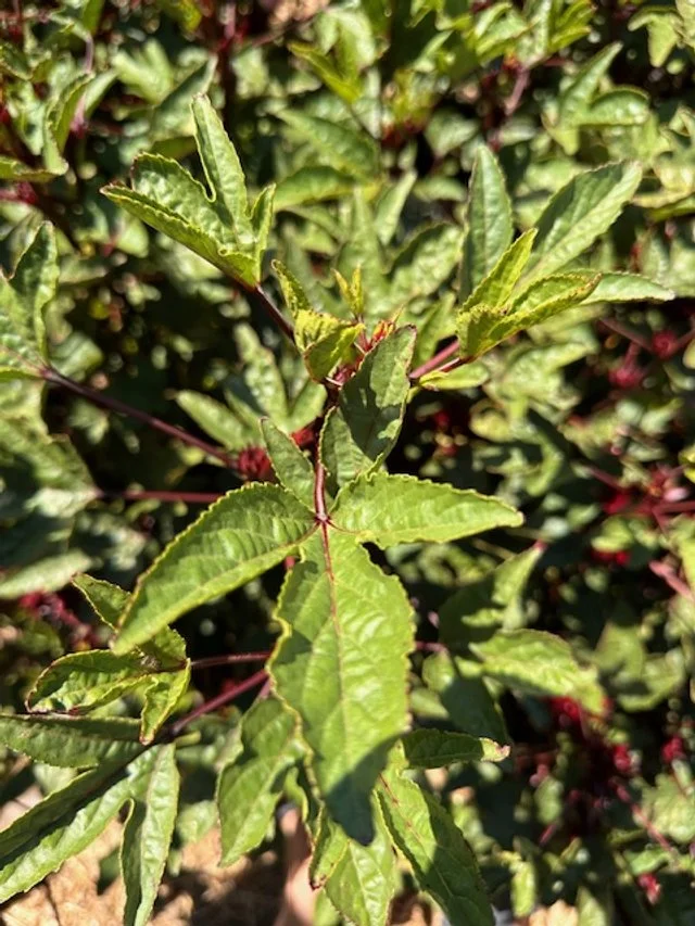 palmlilie variegata Jetzt Palmlilie 'Variegata' online kaufen bei Bohlken Pflanzenversand   Bohlken Pflanzenversand GbR