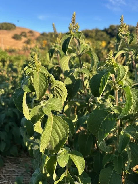 Tulsi Basil 'Vana' Seeds