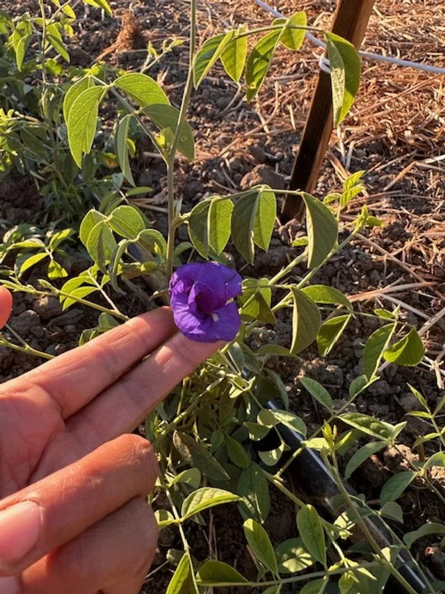Blue Butterfly Pea  Kula Nursery