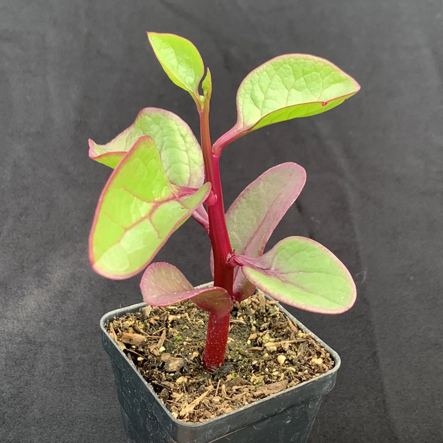 Malabar Spinach (Poi)  Kula Nursery
