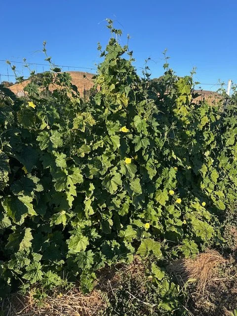 Ridge Gourd / Turiya