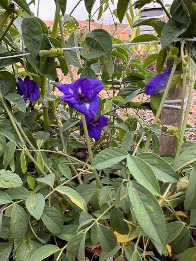 Blue Butterfly Pea  Kula Nursery