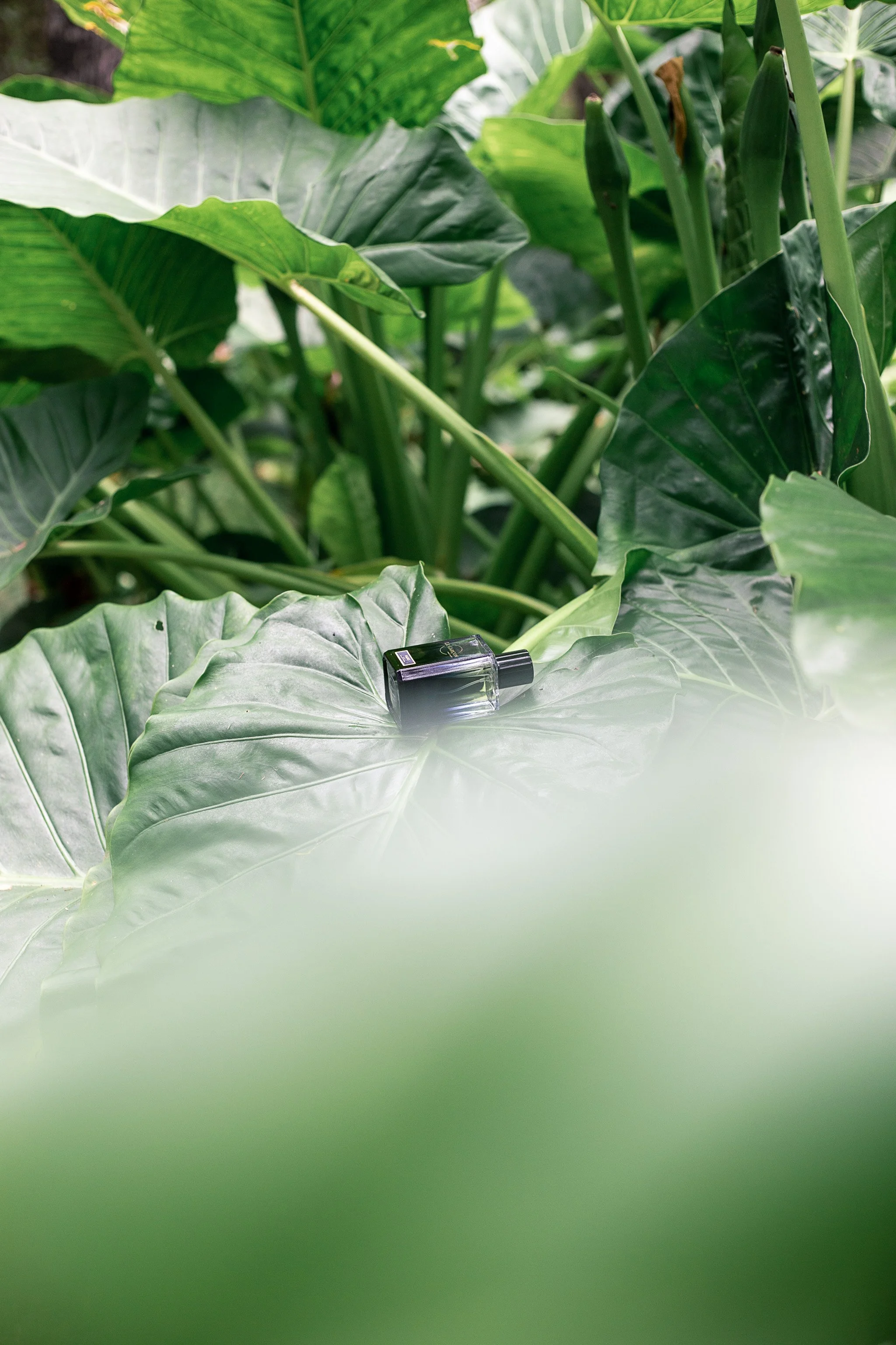 Fragrance Maison Le Garçon