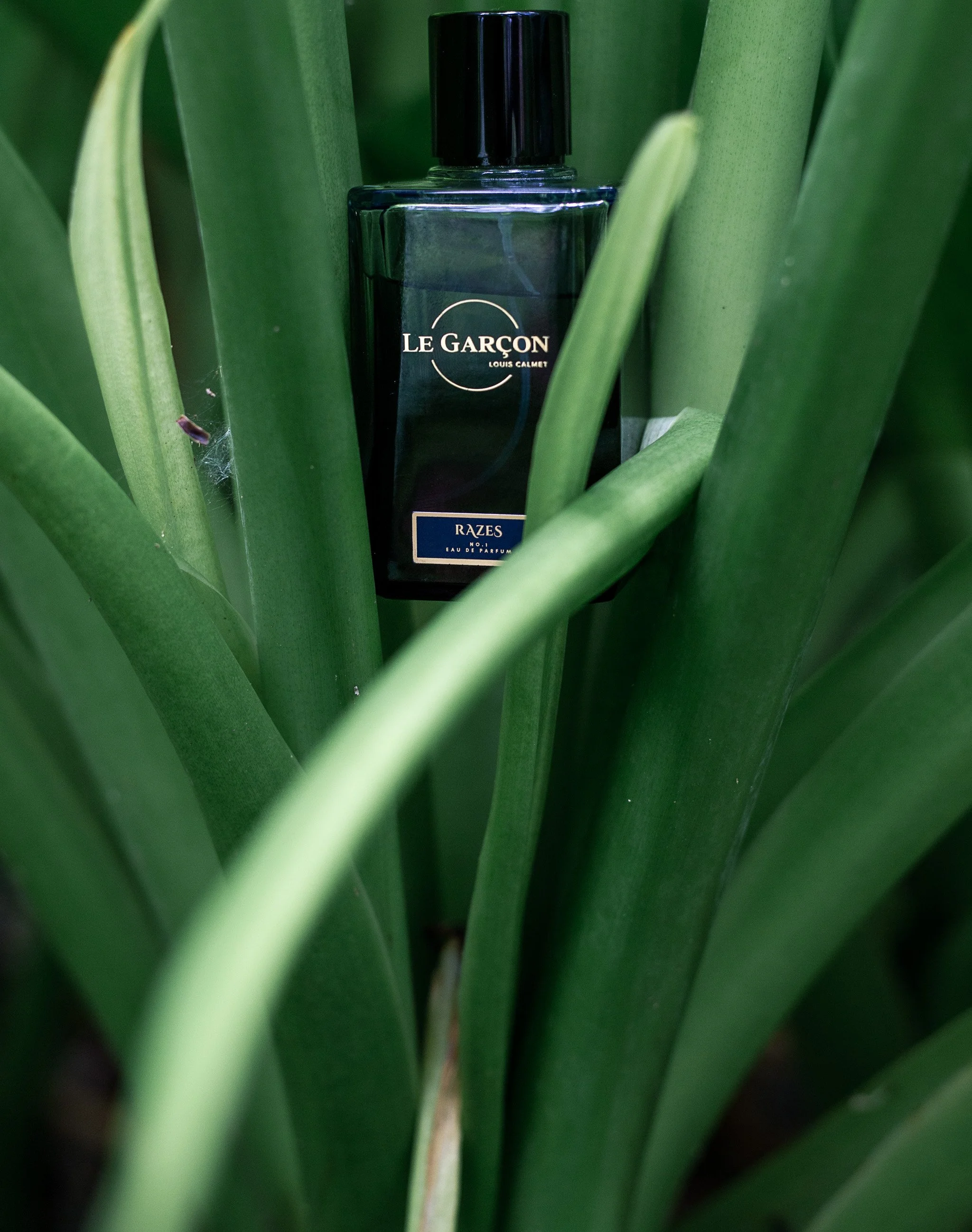 Fragrance Maison Le Garçon