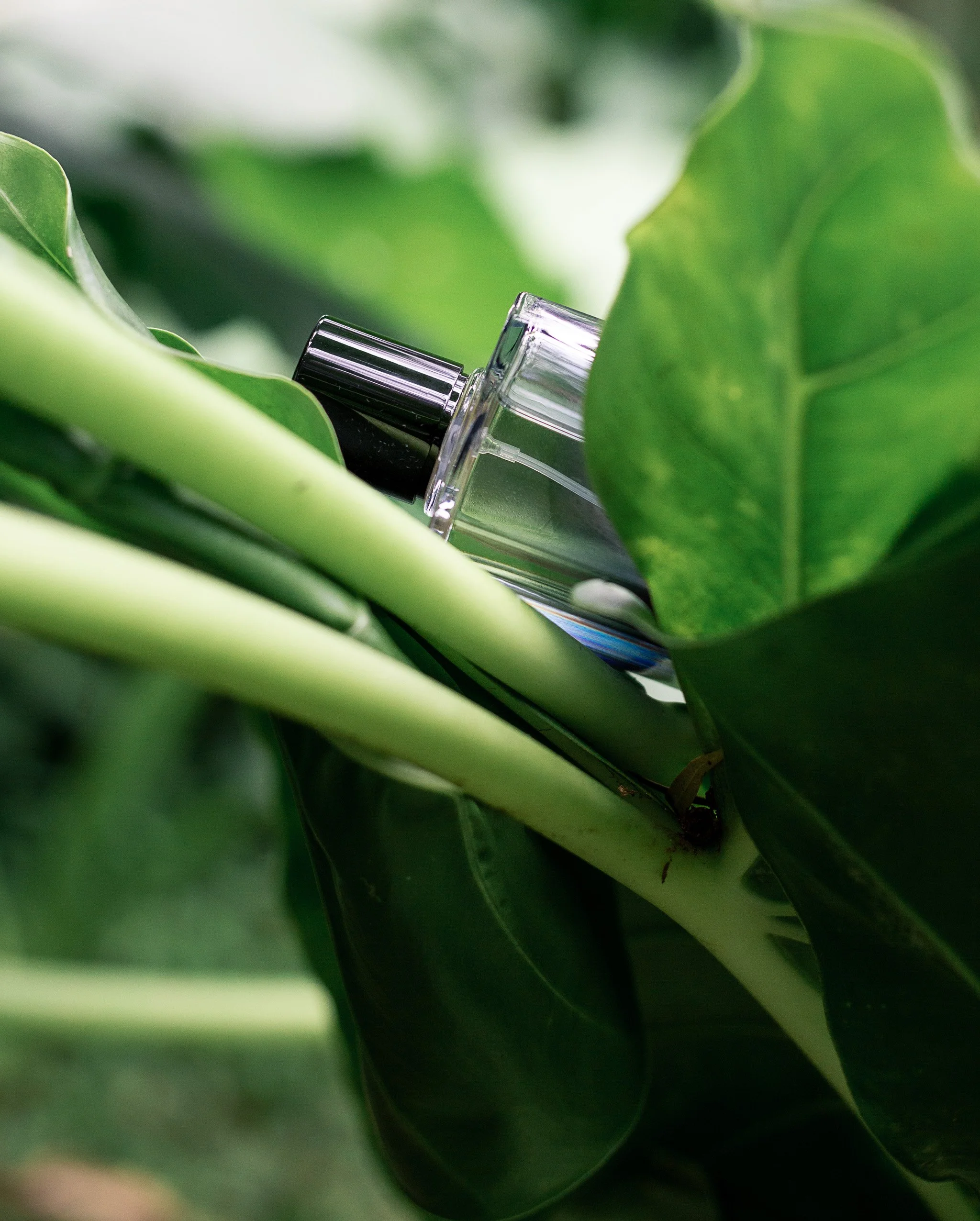 Fragrance Maison Le Garçon