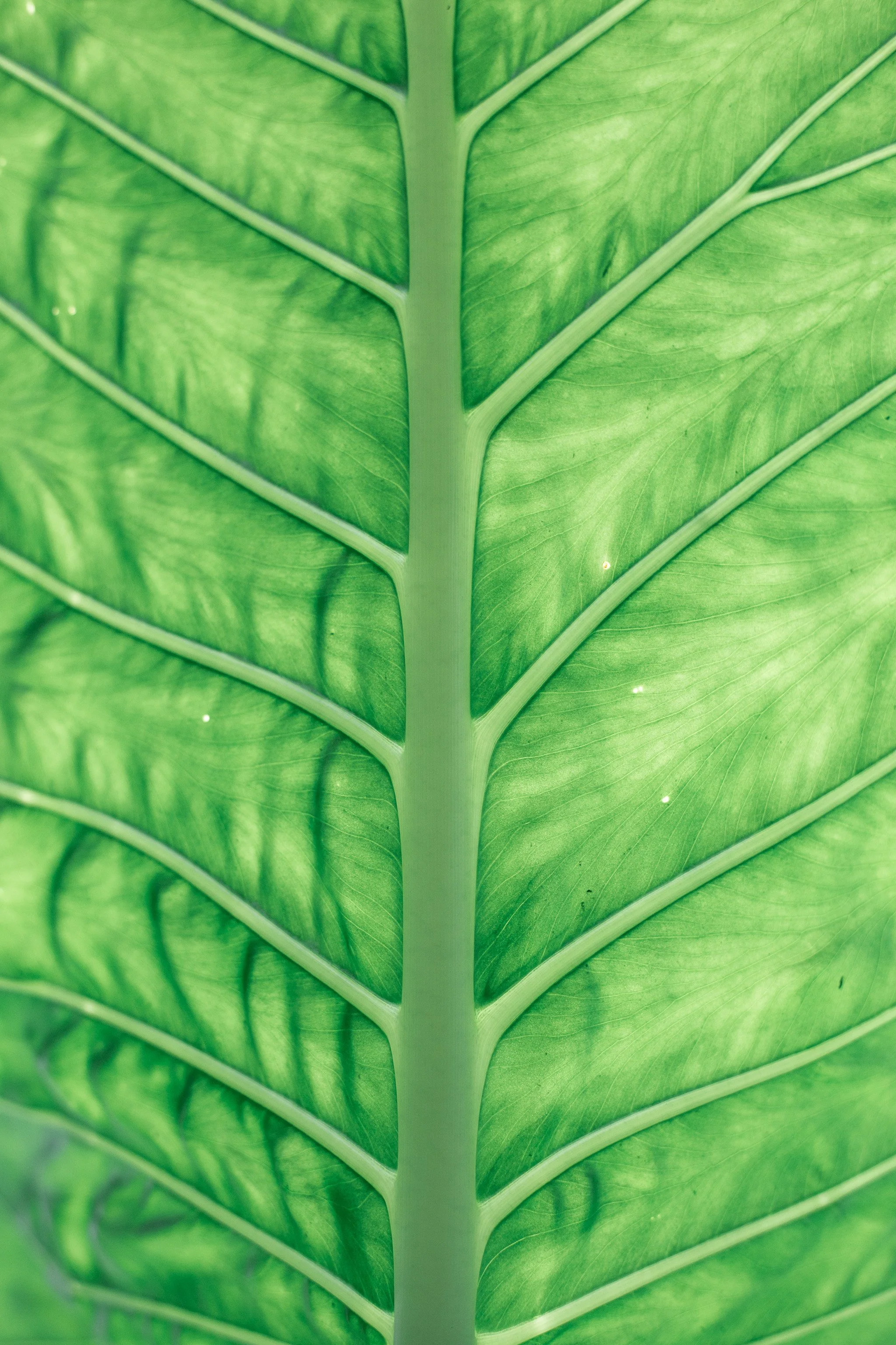 Fragrance Maison Le Garçon