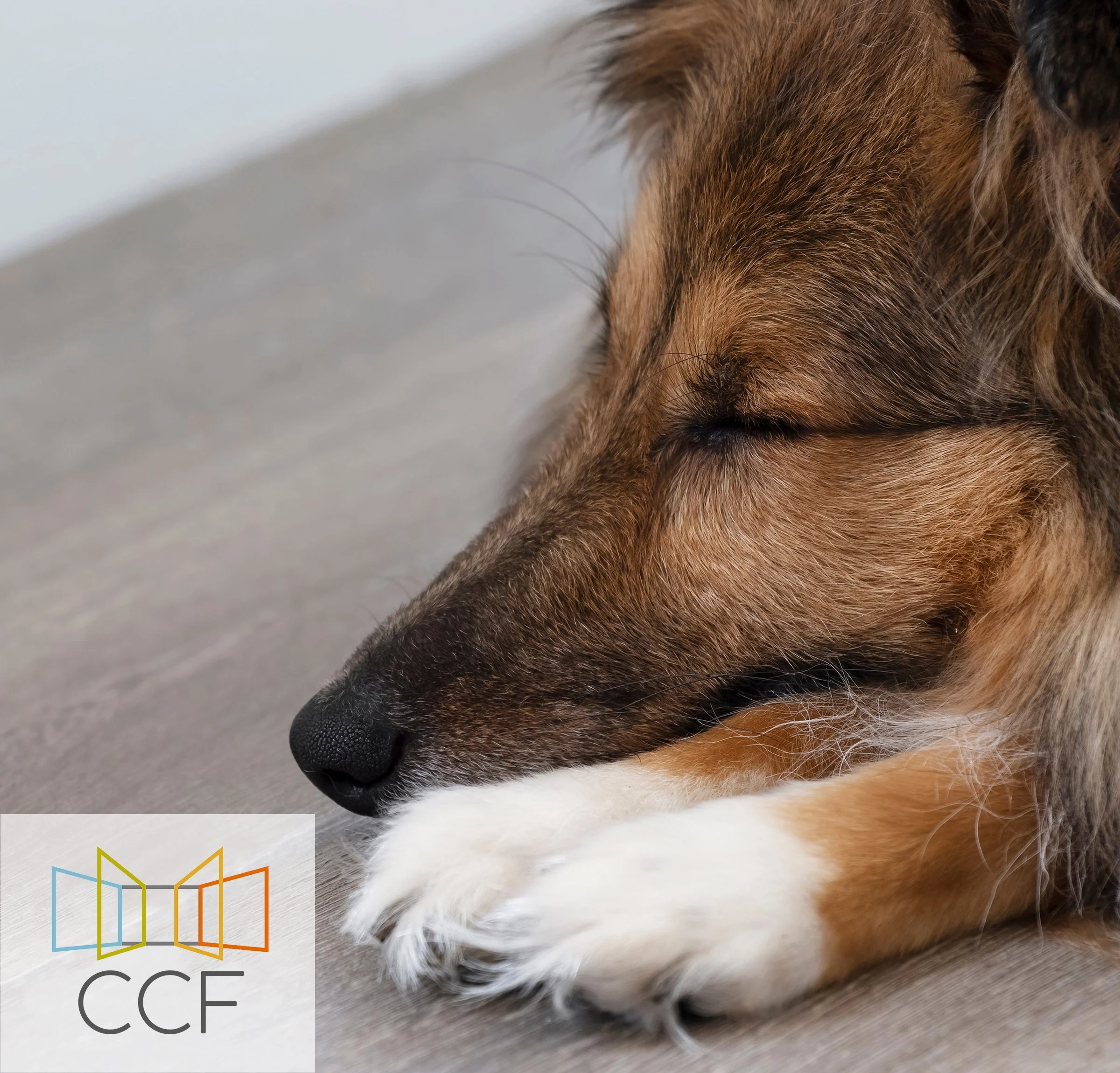 What's the best type of flooring if I have pets?