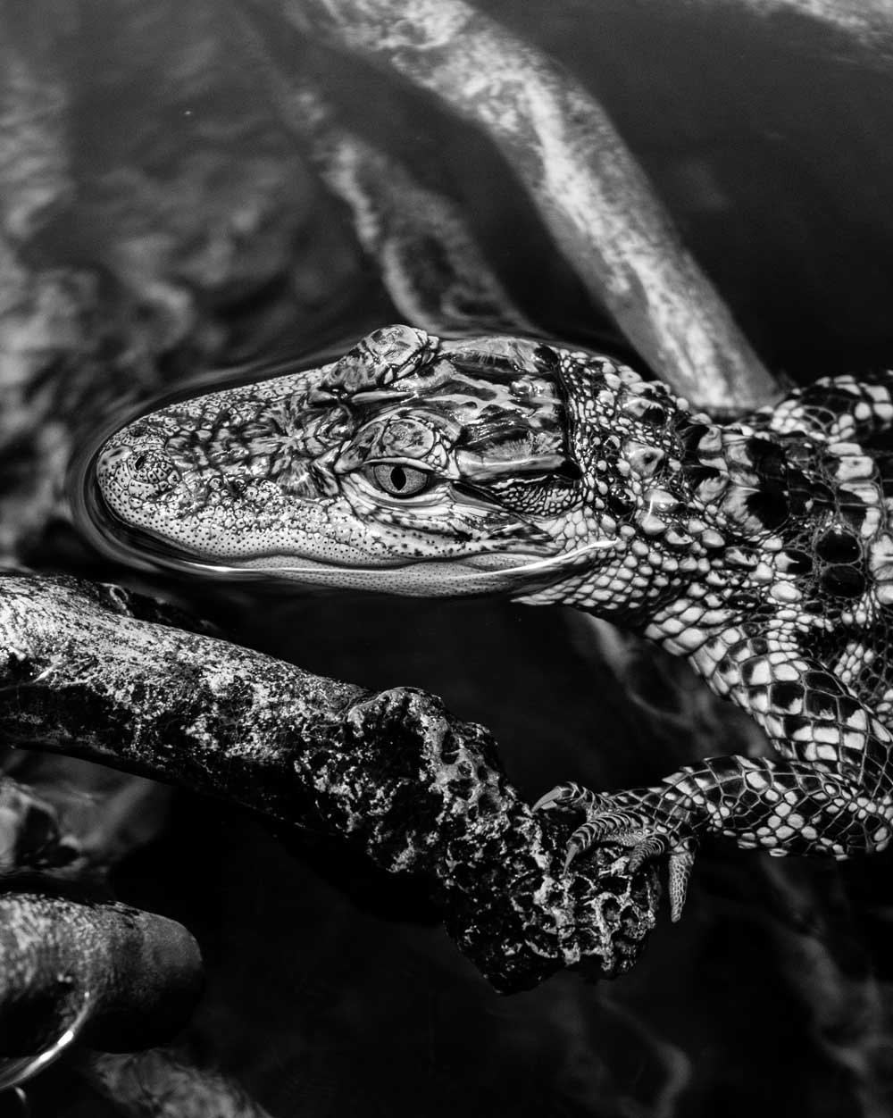 anthony-bellemare-photography-personal-work-14.jpg