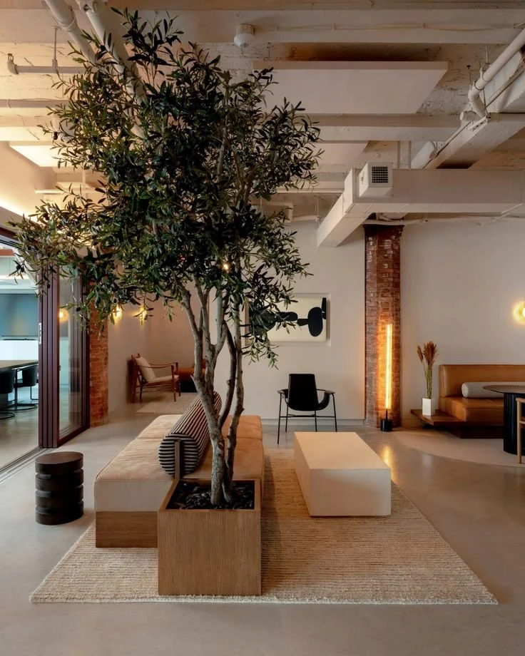 Loft interior with a large olive tree in a wood planter, concrete floors, and warm lighting, illustrating biophilic design that brings nature indoors by Rebecca Rhodes.