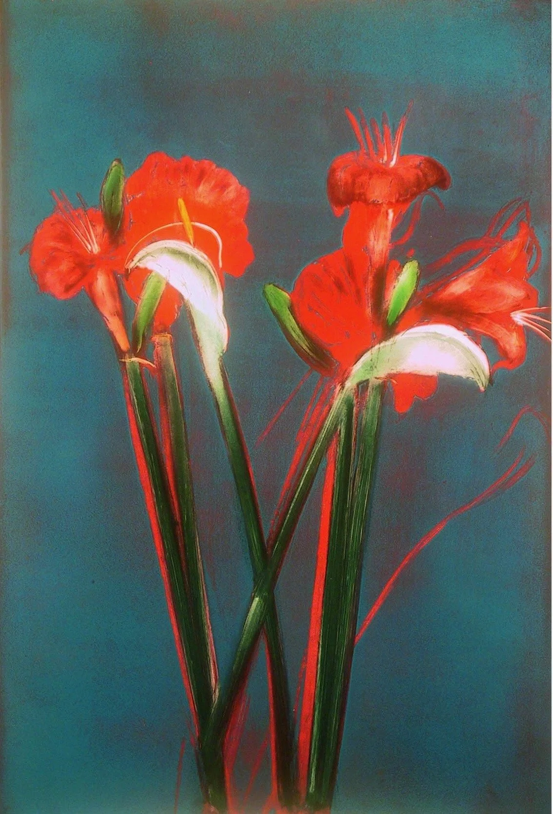 Amaryllis-Calla I, 1982