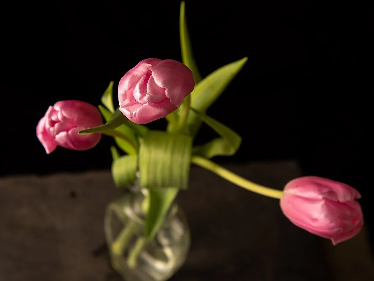 Tulips.