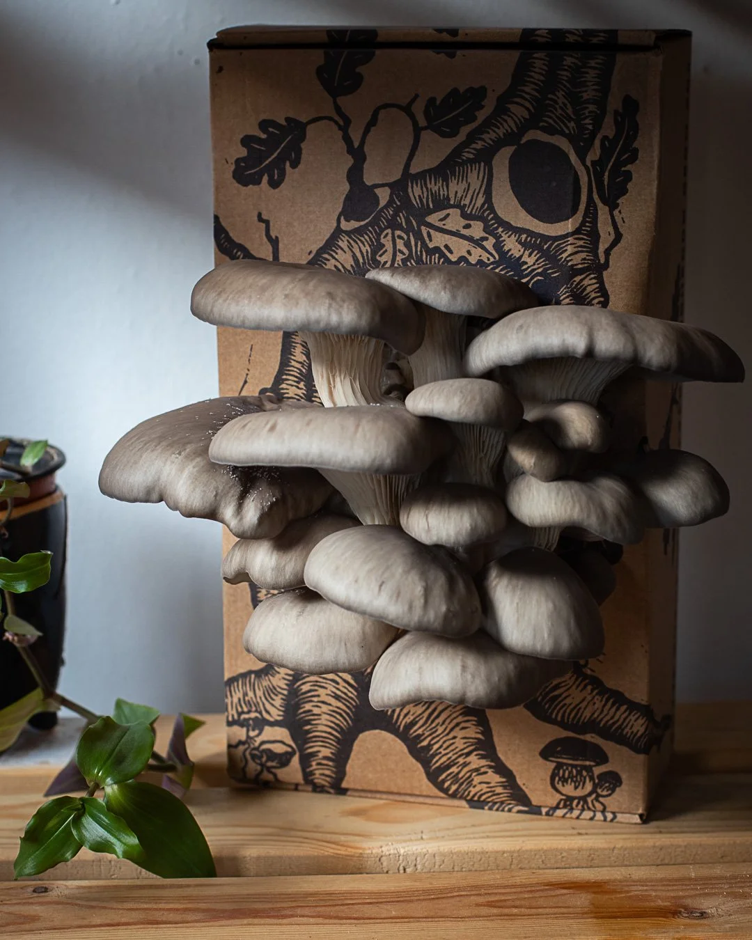 Mushroom Cultivator Kit — Rhyze Mushrooms Coop