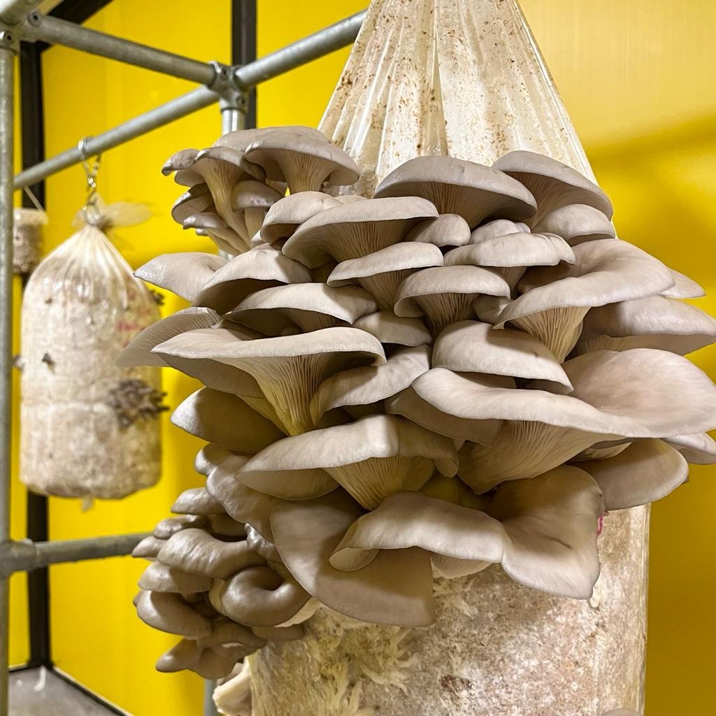 Oyster Mushrooms — Rhyze Mushrooms