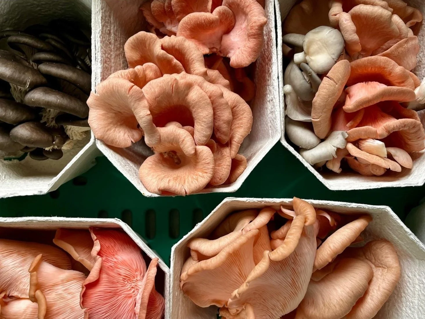 Our Story-History _  Timelinemushrooms.jpg