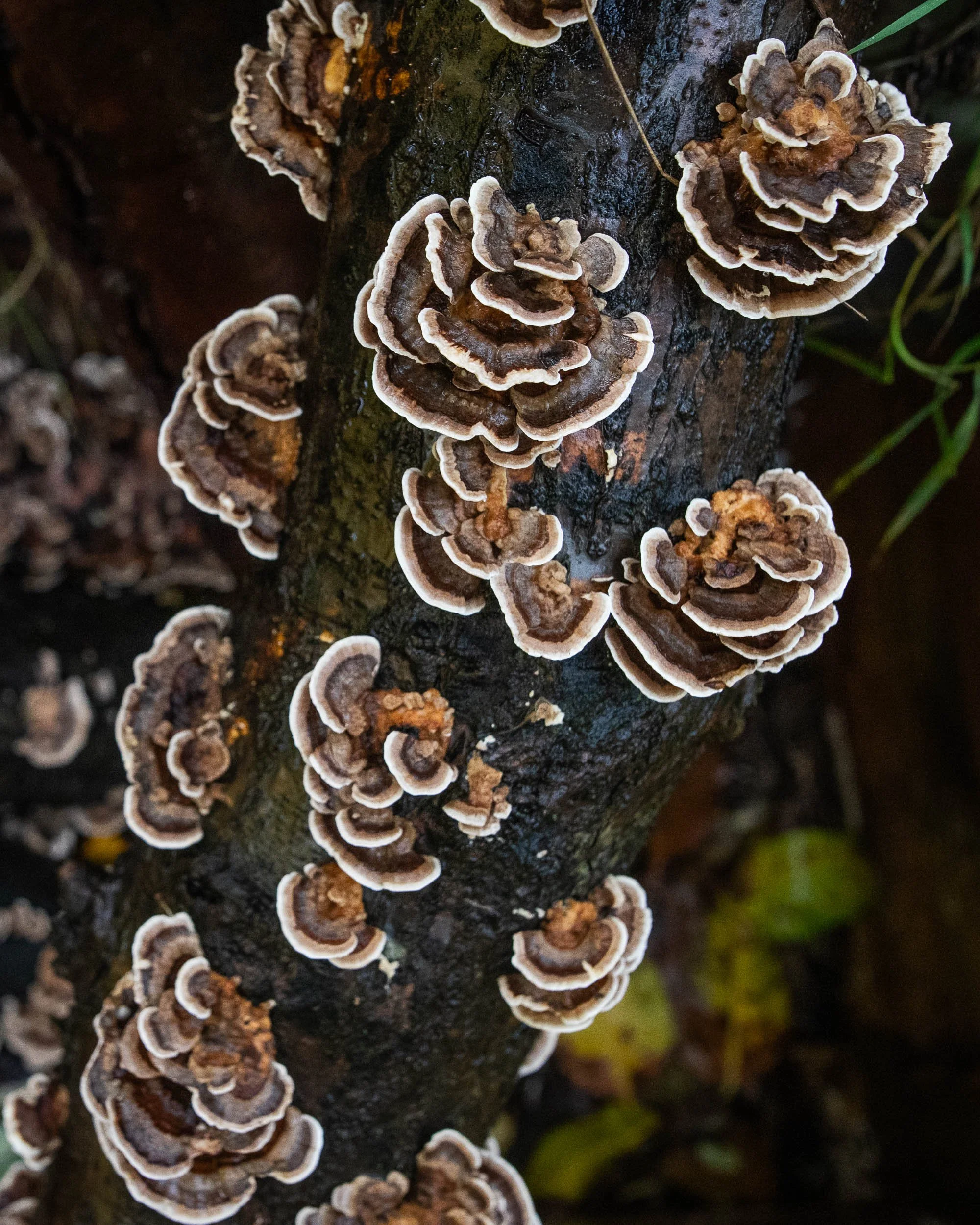 Online DIY Mushroom Cultivation Course — Rhyze Mushrooms Co-op